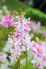 Closed up pink and white orchid in the garden