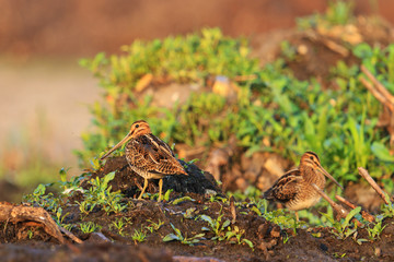 first spring sandpipers bask in the spring sunshine