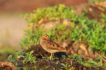 first spring birds sandpiper snipe rest after the flight