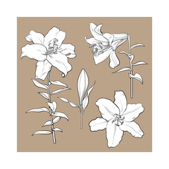 Set of hand drawn white lily flowers in side and top view, sketch style vector illustration isolated on brown background. Realistic hand drawing of white lily, wedding, easter flower, symbol of love