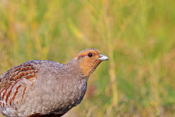 grey partridge portrait on field