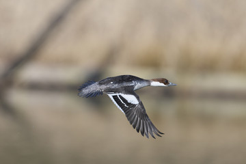 ミコアイサ雌の飛翔(Smew)