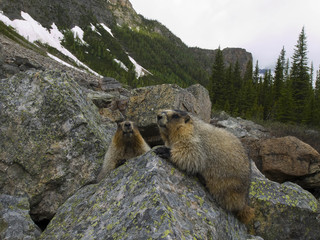 Marmot