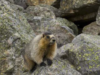Marmot