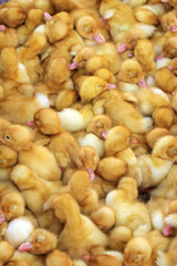 thoroughbred ducklings