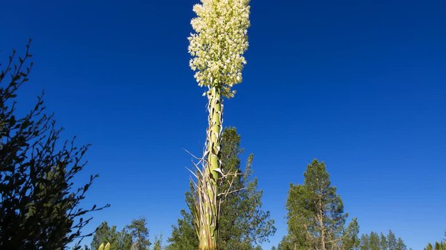 MoCo Tracking Timelapse of Blooming Yucca in Forest -Zoom In-