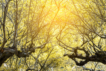 beautiful branch with yellow leaf and sun light