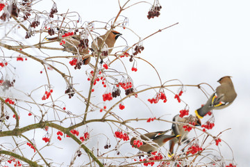Fototapeta premium waxwings eating berries