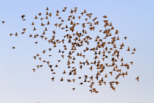 Flock Of Migrating Starlings