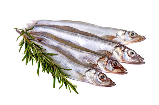Capelin bilder – Bläddra bland 8,194 stockfoton, vektorer och videor ...