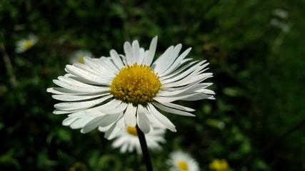 Obraz premium corolla di margherita