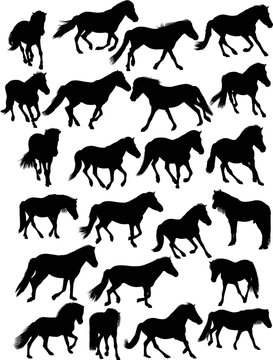 twenty three black horses on white