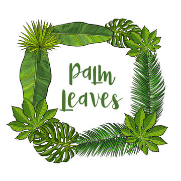 Square frame of tropical palm leaves with place for text, sketch vector illustration isolated on white background. Hand drawn realistic tropical palm leaves as square frame, banner, label design