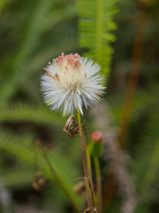 close up white grass flower on nature background
