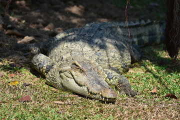 Obraz premium crocodile