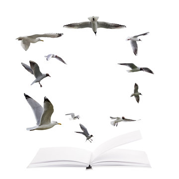 open blank book and flying seagulls  isolated on white