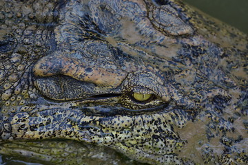 Obraz premium crocodile