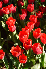 The red tulip in the morning light