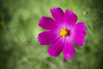 kosmeya flowers on the summer flowerbed with beautiful bokeh and vignette colorful background