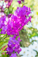 Fototapeta premium Purple orchids, Vanda.
