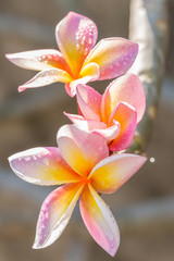 Pink yellow plumeria (frangipani) flowers.