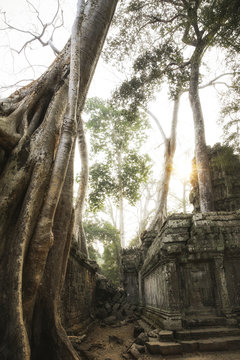 Cambodia, Angkor, Ta Prohm temple, Tomb Raider film location