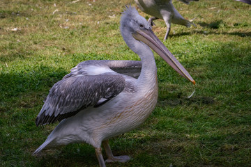 Pelican
