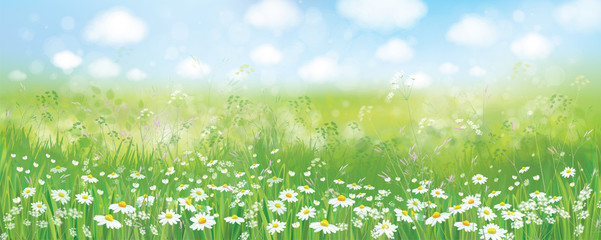 Naklejka premium Vector summer nature background, blossoming flowers field and blue sky.