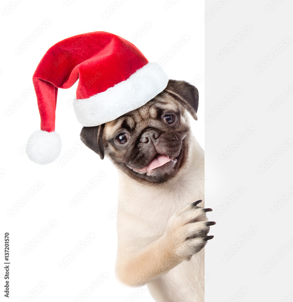 Poster pug puppy in red christmas hat peeking from behind empty board. isolated on white background