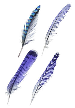 set of four blue striped birds feathers