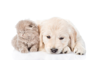 Golden retriever puppy and kitten lying together in front view. isolated on white background