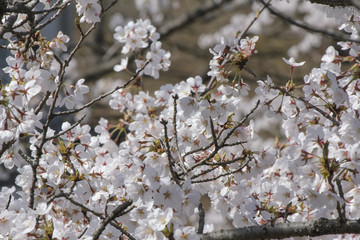 Japanese cherryblossom