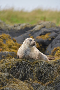 foca