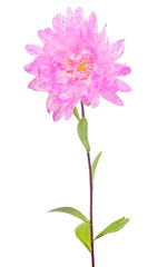 pink aster single flower isolated on white