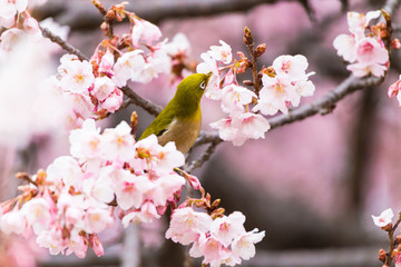 The Japanese White eye.The background is winter cherry blossoms. Located in Shinjuku, Tokyo Prefecture Japan.