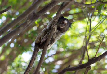 Sagui