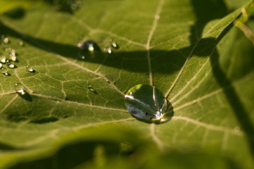 The water drop on a nasturtium leaf