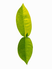 Fototapeta premium isolated green leaf on white background