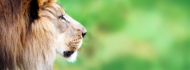 Bannière Web Gros Plan Visage Lion Africain