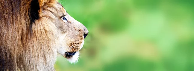Photo sur Aluminium Lion Bannière Web Gros Plan Visage Lion Africain