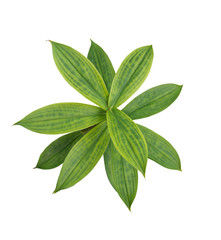 isolated green leaf on white