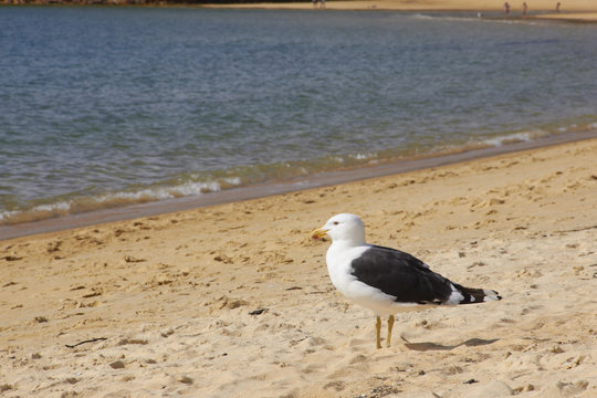 Black billed gull look at the sea on the beach