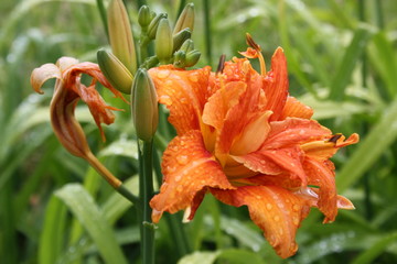 the daylilies