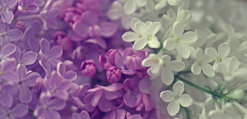 Abstract floral background of spring lilac