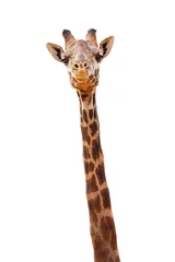 Crédence de cuisine en verre imprimé Girafe Gros plan girafe isolé - expression heureuse