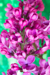 branch of beautiful flowers of lilac closeup. shallow depth of field, selective focus