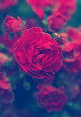 Fototapeta na wymiar Blooming roses