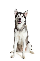 Alaskan Malamute sitting in front of white background