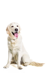 Labrador Retriever on a white background