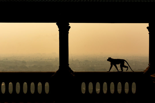 Silhouette of a monkey in sunrise